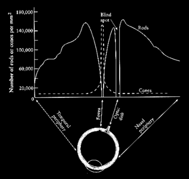 Cones And Rods. Bill Sherman#39;s diagram